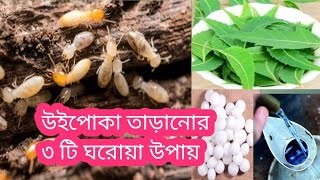 উইপোকা তাড়ানোর ৩ টি ঘরোয়া উপায় || pest control home solution / home remedies