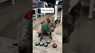 Luna is Not Happy With V-Day Date 😂 #dogs #funny #shorts #viralvideo