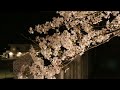 🌸佐保神社 親子桜～兵庫県加東市～