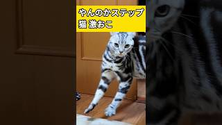 猫がやんのかステップで飼い主に...