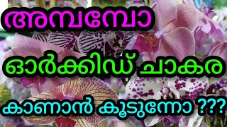 ഇപ്പോൾ വന്ന ഒരു ലോഡ്❤️ Orchid load  love u all dear friends\u0026subscribers (sept15) തീരും മുൻപ് കാണണേ❤️