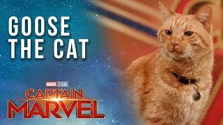 Goose the Cat gets ready for the Captain Marvel Red Carpet!