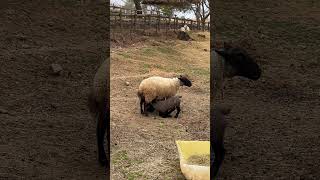 めえめえ牧場　パンチする様に飲む仔羊