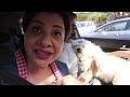 when your dog is smarter than your plan cherry s day out ep 1 ss vlogs