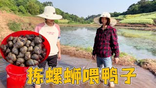 家里的鸭子太瘦了，大姐打算捡些螺蛳来喂，希望吃的肥肥的【乡村大姐】