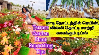 மாடி தோட்டத்தில் செடிகளை தொட்டி மாற்றி வைக்கும் டிப்ஸ் / Terrace Garden Plant Reportting Tips Tamil