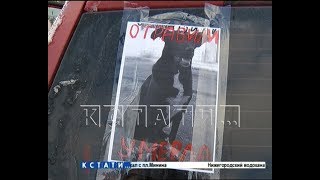 Остановить расстрел животных пытаются нижегородские зоозащитники