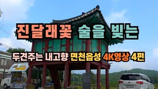 충남당진 면천읍성ㅣ 두견주 나오는 곳ㅣ진달래 꽃 술 빚는 곳ㅣ천년 은행나무ㅣ 4편