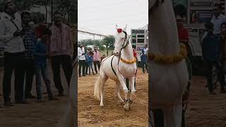 घोड़े का गजब का डांस चुन्नी में #horse #viralvideo #chunni