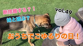 【元保護犬の日常】おうちでごゆるりの日！　主婦あんこと保護犬ころく　つれづれ日記vol.49