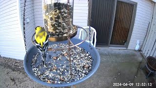 2024/04/09 - A compilation of the American Goldfinches that visited throughout the day