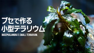 ブセファランドラの小型テラリウムを作る 人気の水草ブセで作るネイチャーインテリア #テラリウム 【ビバアクア】