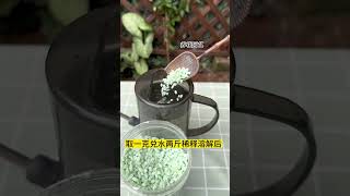 梔子花滿樹花苞就是打不開 ，怎么辦#可以試試用它澆一澆#愛生活愛養花#養花小知識#梔子花