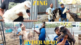 ZING HYDERABAD ME KAISE ? BREEDING SETUP IN HYDERABAD|Idrees 9866883786 | KAMIYAB IN INDIA |