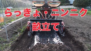 白ネギ土揚げとらっきょとニンニクの畝立て#204