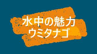 【水中の癒し:Underwater healing】千葉県南房総市　水中ドローンによる水中撮影　「ウミタナゴの大群」