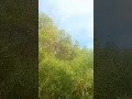 Amazing bat encounter while fishing