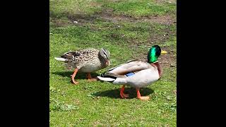 Two Mallard Ducks Out For a Walk - Quacking Sounds - #shorts