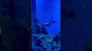 Big Fish in Dubai Aquarium & Underwater Zoo at Dubai Mall