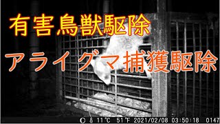 20210216　『有害鳥獣駆除』　イノシシ箱罠見回り　厄介なアライグマ駆除