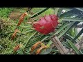 Dragon Fruits 07-13-2024