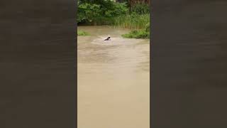 [웃긴동물영상] 얼떨결에 횡재한 강아지 🐟🐕