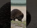 Mind-Blowing Porcupine Facts You Never Knew! 🌟