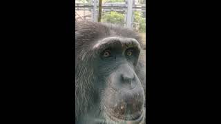 動・チンパンジー⑧ギンくん💘携帯興味💛Chimpanzee・・・沖縄こどもの国・Okinawa Zoo \u0026 Museum(20210313)