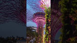 Supertree Grove Singapore #shorts #ytshorts #travel #nature #explore #singapore #supertreegrove