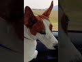 మేము ఊరు తిరిగి వస్తాము dog jackrussell rocky funny video shorts ytshorts comedy jokes