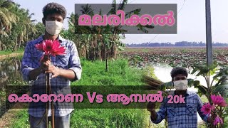 മലരിക്കലിൽ ആമ്പൽ വസന്തം2020-ൽ ആരവങ്ങളില്ലാതെ പൂത്തു തളിർത്തുMalarickal SunsetViewPoint,TouristPlace