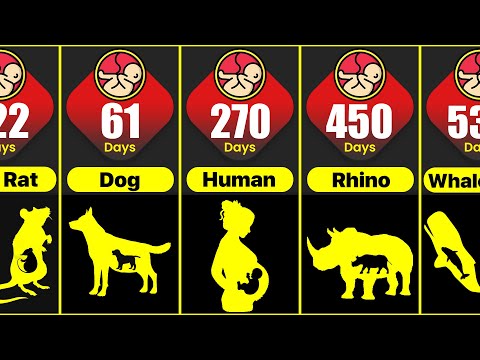 What animal can delay birth for two years?