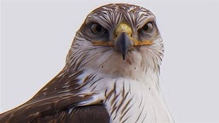 Ferruginous Hawk