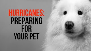 Hurricane Pet Preparedness