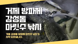 거제도 겨울 감성돔 낚시 방파제에서 마릿수조황 좋습니다