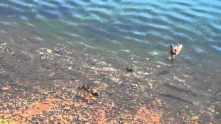 Pike eats baby duck- Fairbanks, AK