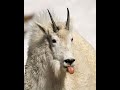 Mountain goat facts #facts #shorts 😱🥰😱😱