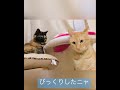 茶トラに怒るさび猫　当てない猫パンチ