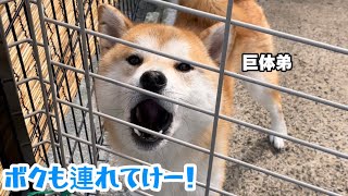 【犬語音量注意】柴犬姉弟が激しく犬語で訴える姿が切なくて可愛い…w