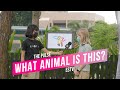 ESTV | The Pulse :: What Animal Is This?