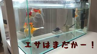 【１日１金魚】餌くれダンス金魚　【アクアリウム】