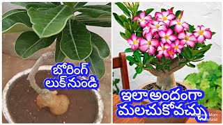 ఎడినియం (ఎడారిమొక్క) నిటారుగా పెరుగుతుంటే ఇలా చేయండి పూలు ఎక్కువ పూస్తాయిHow to Prune Adenium Plant