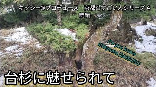 京都の中川、川端康成『古都』の舞台\u0026ロケ地で、北山杉の台杉に魅せられて