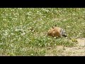 hoopoe feeding