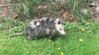 Momma Opossum and about a dozen babies