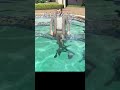 【gta 5】 服を着たまま、水に浸かると、、 gta グラセフ