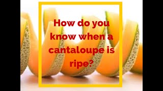 How do you know when a cantaloupe is ripe?