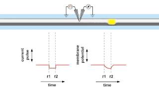 2.6 Electrical Properties Neurons