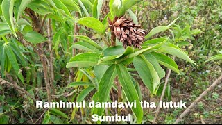 # Ramhmul damdawi ṭha,Sumbul ṭhatna belchiang ang aw.