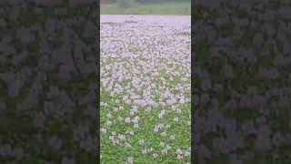 diya beraliya flowers in the lake - Sri Lanka #shorts